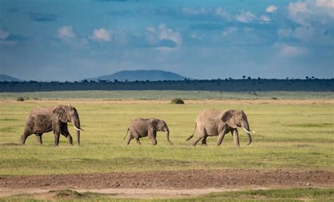 3 Days Amboseli Wildlife Safari | Tembo Adventure And Safaris