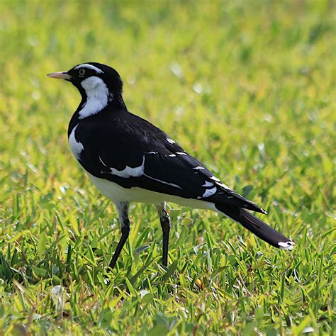 Magpie-lark (Grallina cyanoleuca)