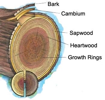 Anatomy of a tree | US Forest Service