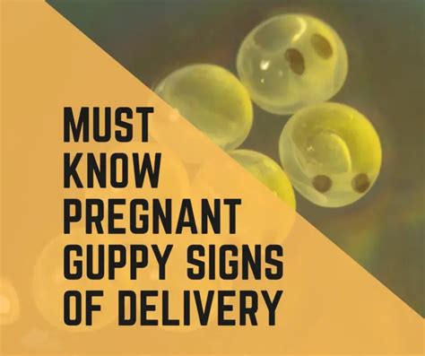 9 Must Know Pregnant Guppy Signs Of Delivery - Guppy Fish Care