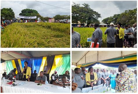 TARI Ifakara has conducted Farmer Field Day and Exhibition of Improved Rice Seeds Varieties on ...