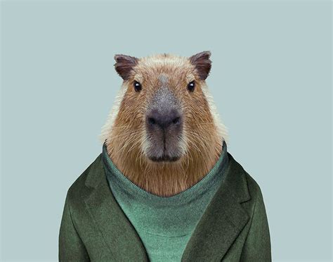 Zoo Portraits – Become the Animal | Animals, Capybara, Pet portraits