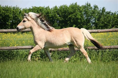 Fjord Horse Archives - I Heart Horses