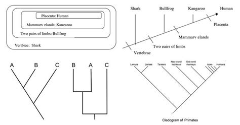 Cladogram- definition, features, parts, examples (vs Phylogram) | Phylogenetic tree, Notes ...