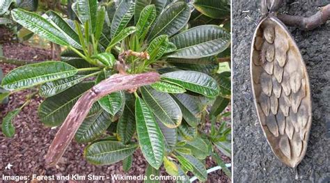 Plumeria Tree: Flower, Fertilizer, Cutting Propagation and Care Guide