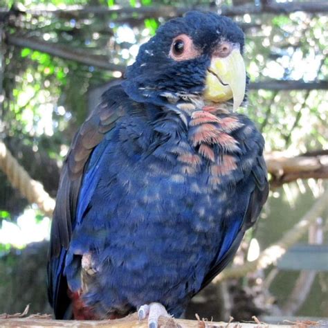 1000+ images about Pionus Parrots on Pinterest | Noise levels ...