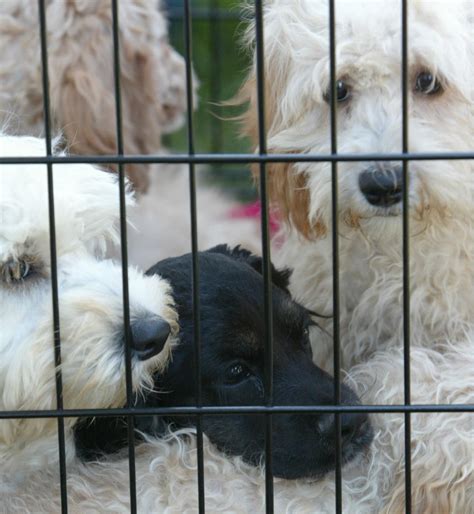 Looking for a dog? Here are tips for avoiding a Lancaster County puppy ...