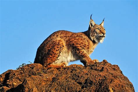 Lince Rojo (Lynx rufus) | Felino cazador, animal exótico solitario