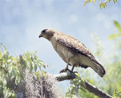 Hawks In Oklahoma: 9 Species To See In The Sooner State