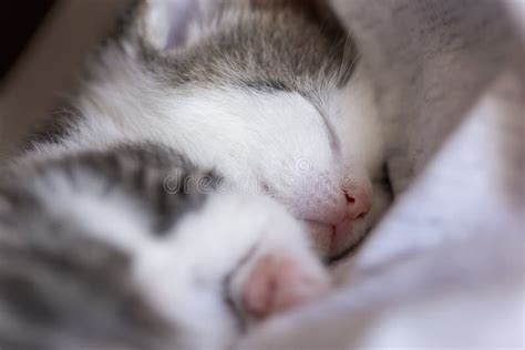 Baby cat sleeping stock image. Image of dreaming, cute - 147028409