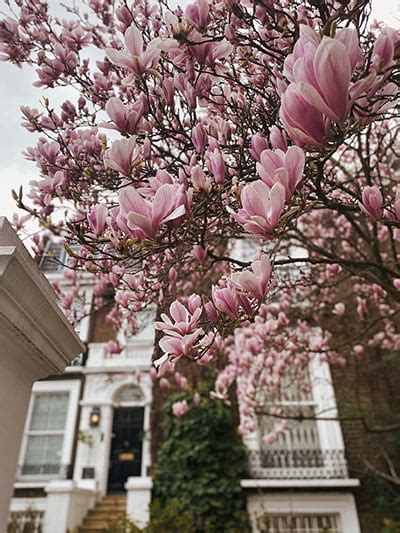 Magnolia Liliiflora: A Care Guide For Vibrant Lily Magnolias - The Homey Space