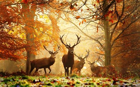 deer, Nature, Animals Wallpapers HD / Desktop and Mobile Backgrounds