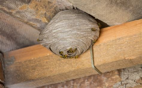Tips for Eliminating a Paper Wasp Nest
