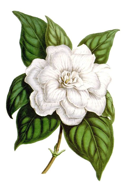 Gardenia Drawing at GetDrawings | Free download