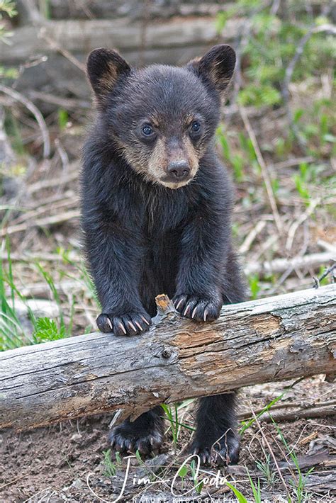 Cute Black Bear Cubs