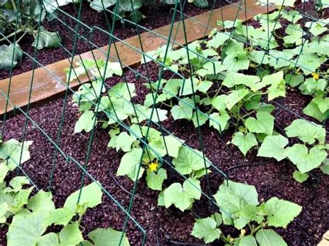 How to Grow Cucumbers Vertically – VegePlants.com