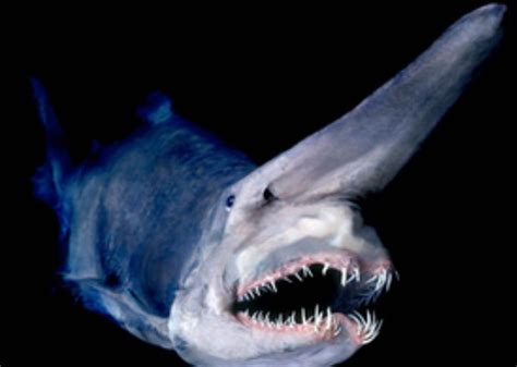 Most beautiful thing on planet earth | Goblin shark, Deep sea creatures, Weird sharks