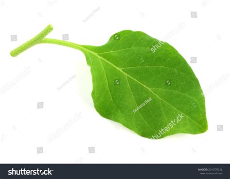 1,032 Ashwagandha Leaves Images, Stock Photos & Vectors | Shutterstock