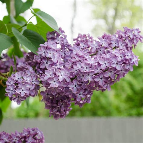 Gardens Alive! 2.25 Gal. Pot Old-Fashioned Lilac Flowering Shrub Grown (1-Pack) 84403 - The Home ...