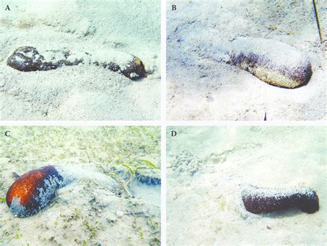 Bioturbation of sediments by sea cucumbers. (A) Bohadschia argus... | Download Scientific Diagram