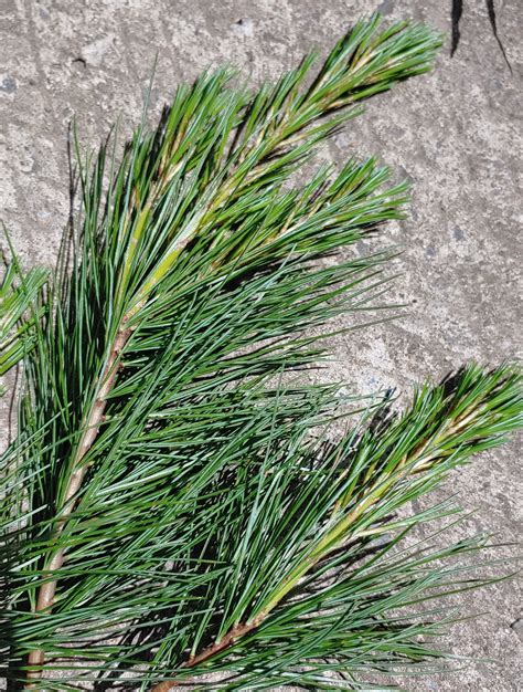 Eastern White Pine needles no pesticides suramin 50g | Etsy