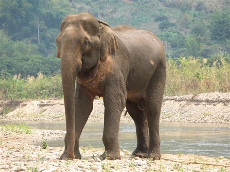 File:Elephant in Thailand.jpg - Wikimedia Commons