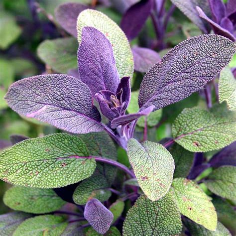 Purple Sage Herb Plants for Sale - GrowJoy