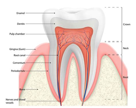 What is Tooth Dentin and What Does it Do? Issues & Treatments