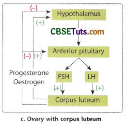 Phases of Menstrual Cycle and Oestrous Cycle - Role of Hormones - CBSE Tuts