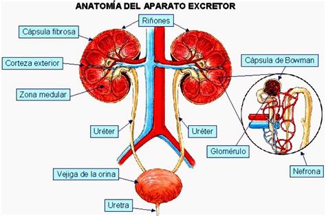 Las Partes Del Aparato Excretor 40920 | The Best Porn Website