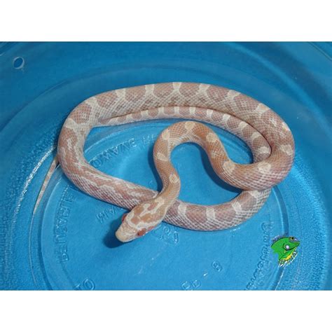 Snow Corn Snake – baby – Strictly Reptiles Inc.