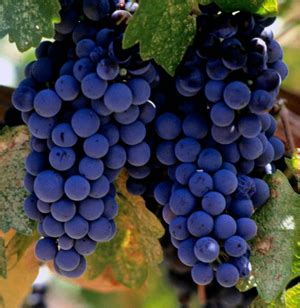 Merlot Wine | All About Merlot from Wines.com