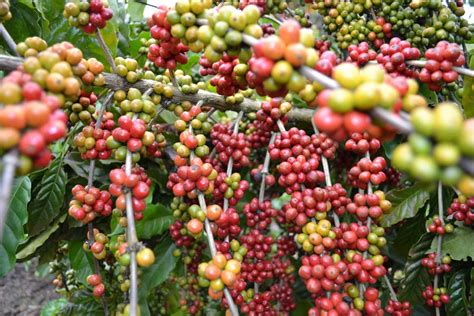 Coffee Plantation: How Plant Growth Promoter Can Boost Crop Yield