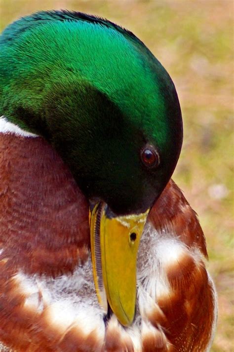 37 best Mallard Ducks animal art portraits, photographs, information and just plain fun by ...