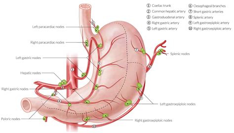 Gastric Vascular Anatomy