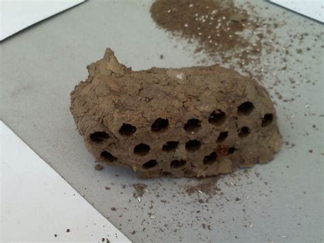 Mud dauber wasp nest | Wasp nest, Wasp, Nest