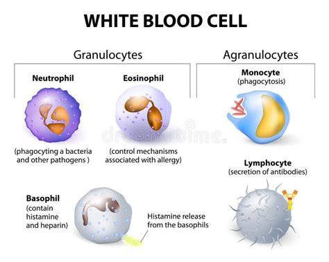 Types of White Blood Cells. Infographics Stock Vector - Illustration of ...