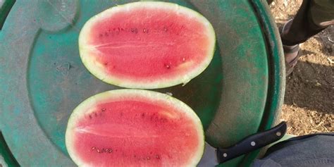 MTCO A Grade Fresh Export Quality Watermelon Kiran/ Green, Packaging ...