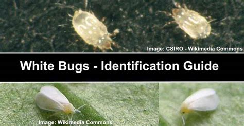 Types of White Bugs (Including Tiny Bugs) - Pictures and Identification