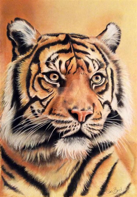 Tiger drawing by donnabe on DeviantArt