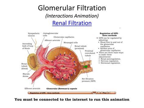 Diagram Of Glomerular Filtration