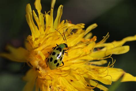 Spotted Cucumber Beetle by Guardfather on DeviantArt