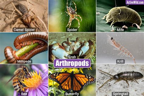 Invertebrates Examples With Pictures & Interesting Facts