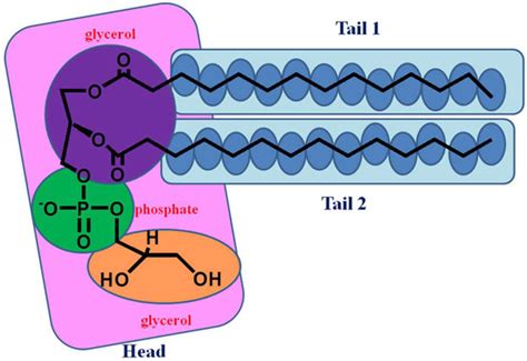 Molecules | Special Issue : Phospholipids: Structure and Function