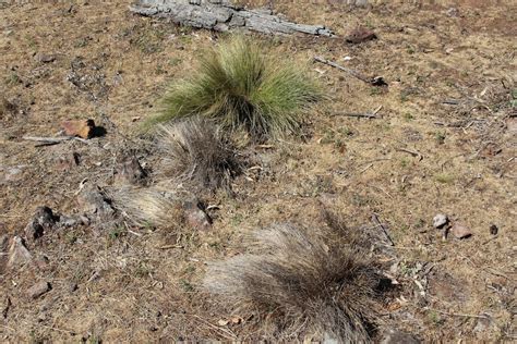 Prolific and highly invasive serrated tussock becoming tolerant to herbicides on the NSW Central ...