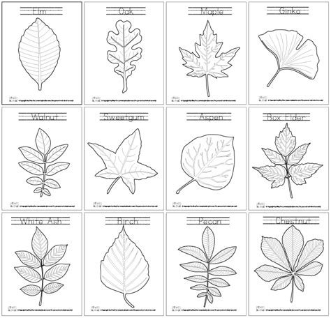 Free Printable Leaf Coloring Pages