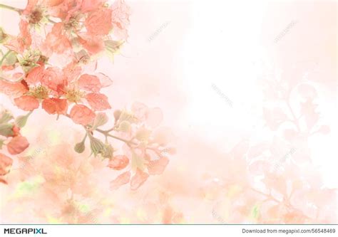 Flower Background Images / Flower Background Free Stock Photo Public ...