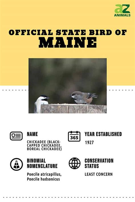 Discover the Official State Bird of Maine - A-Z Animals