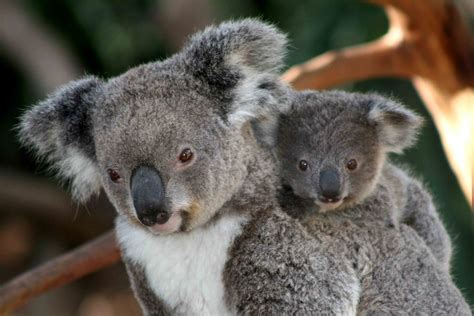 Koala Facts: Habitat, Behavior, Diet