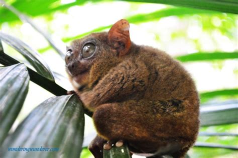 Tarsier Conservation Area - Loboc, Bohol | WW Travel Blog